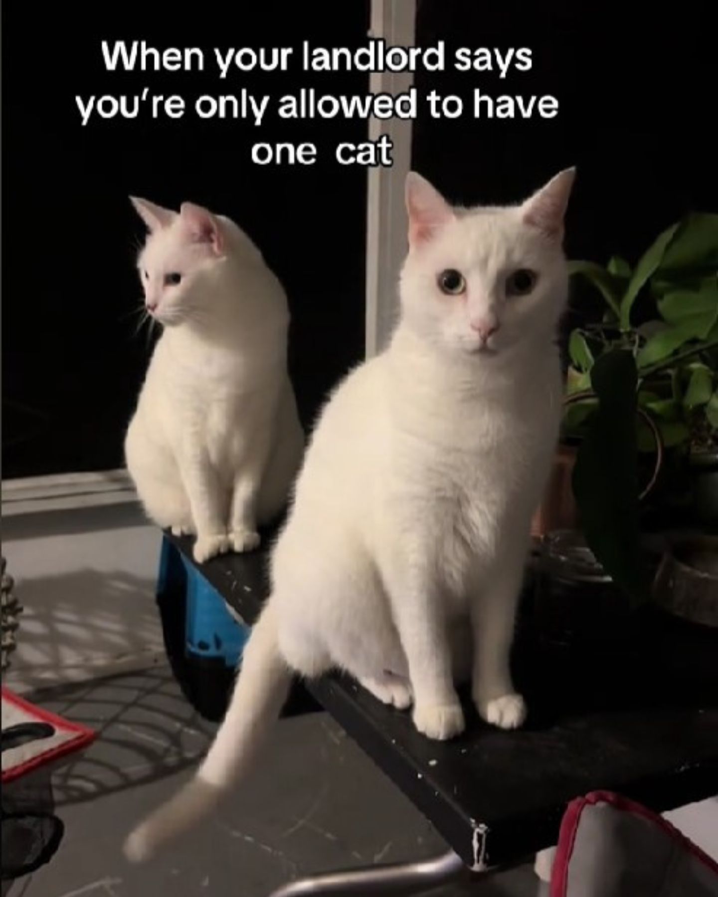 two white cats sitting together