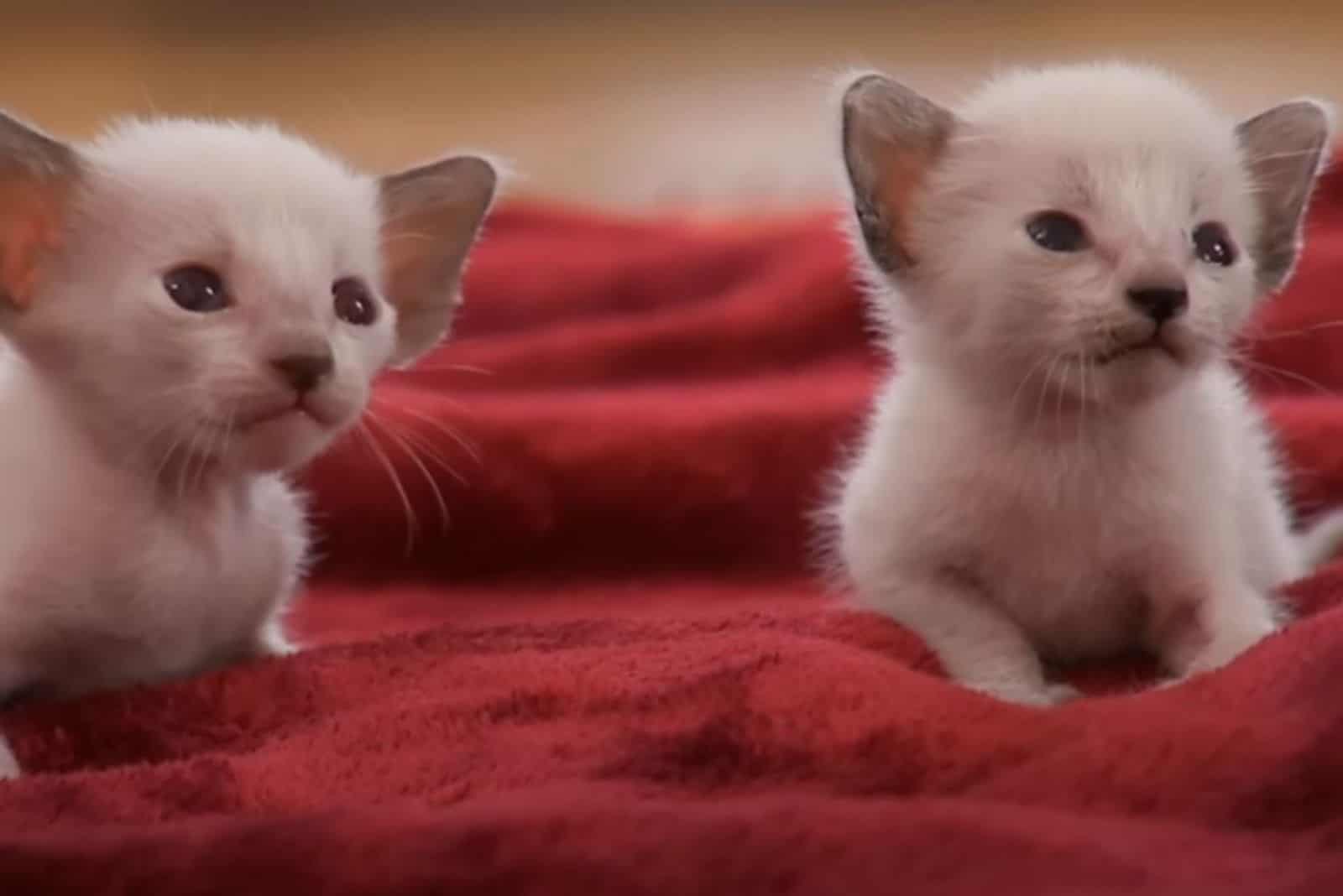 two white kittens