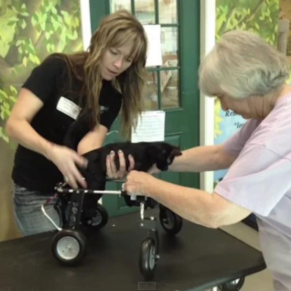 two women placing a cat in a wheelchair