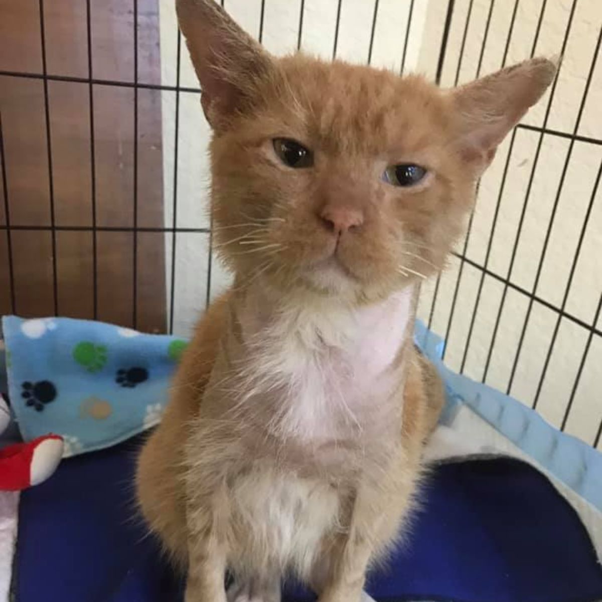 very adorable ginger cat