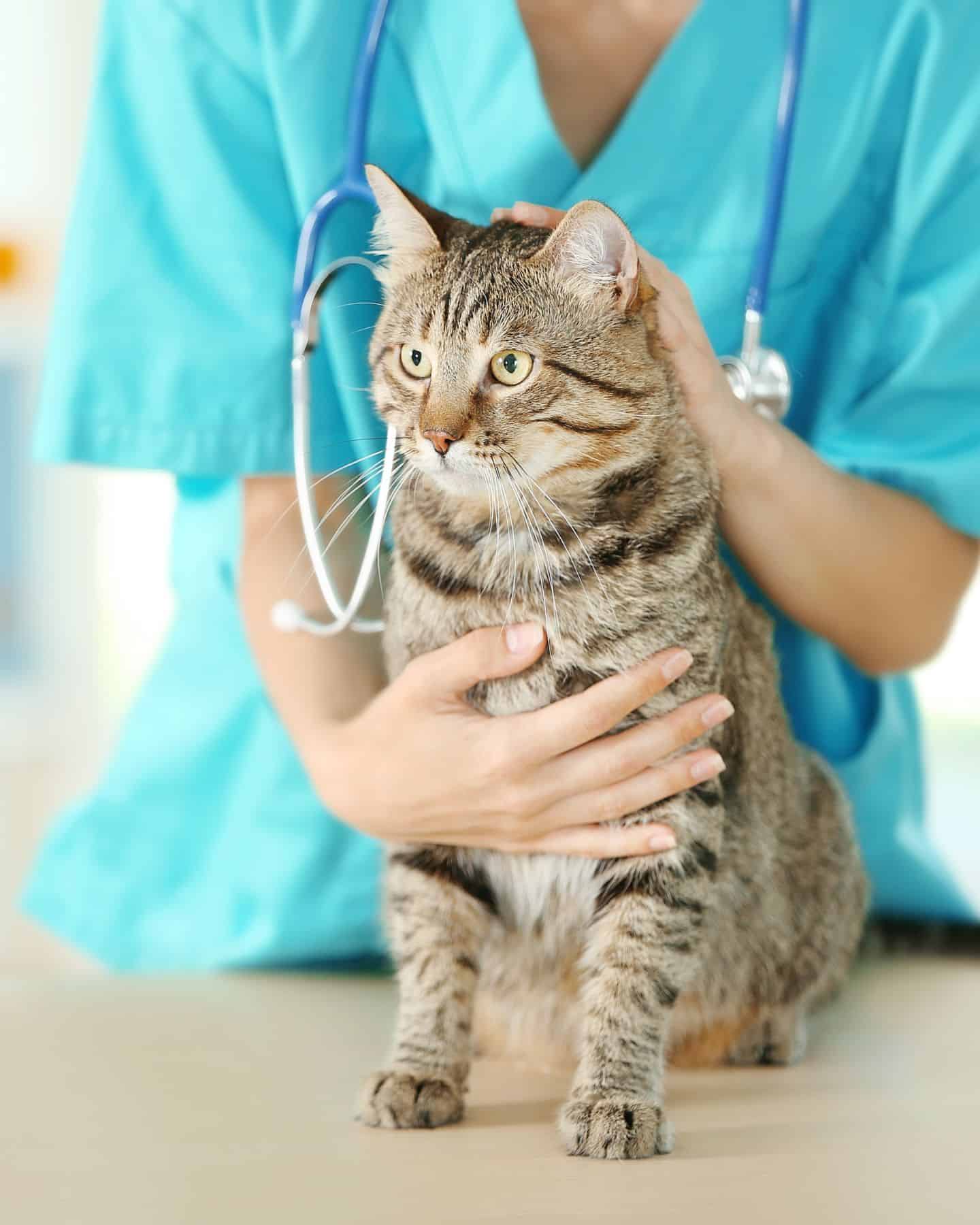 vet and cat