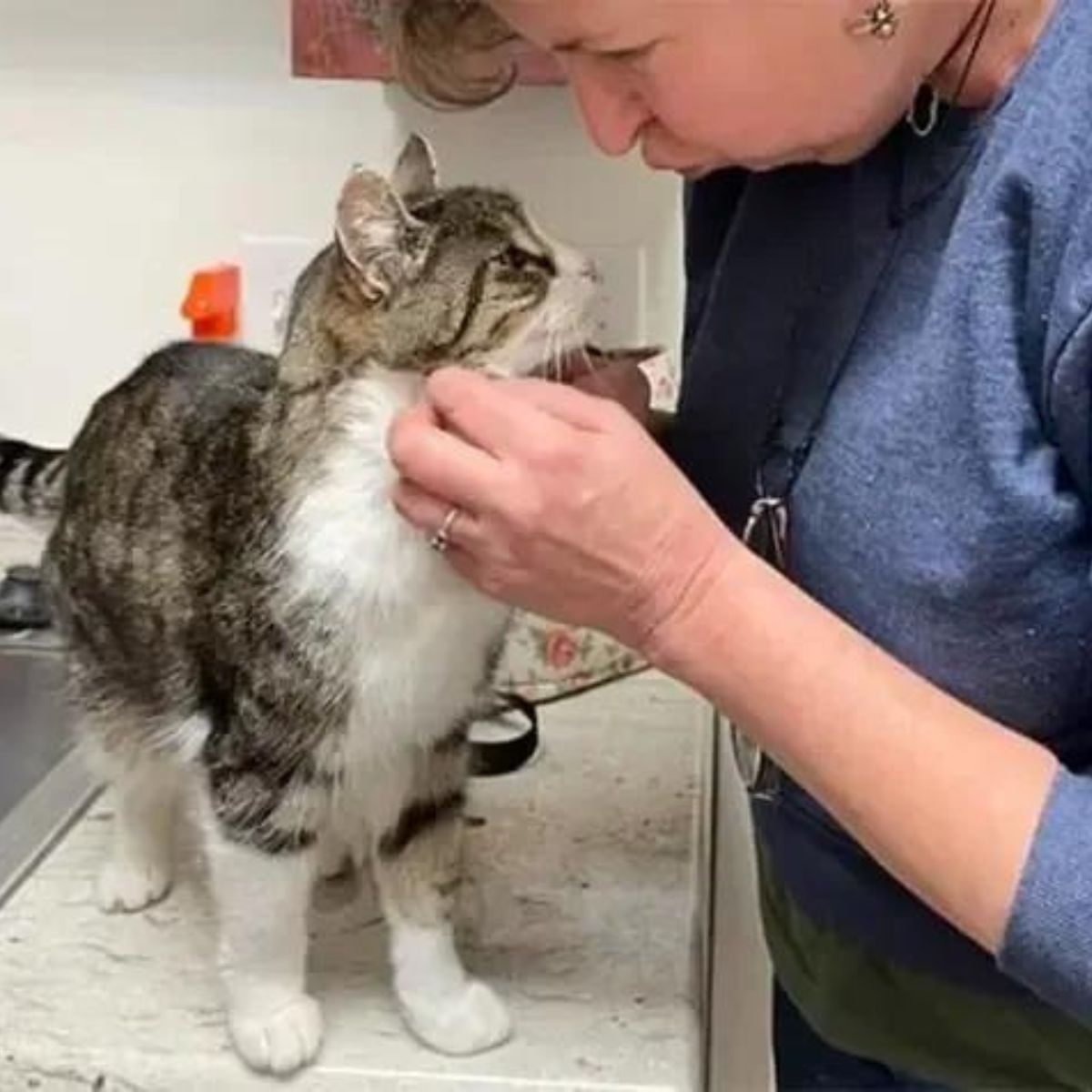 vet examining cat