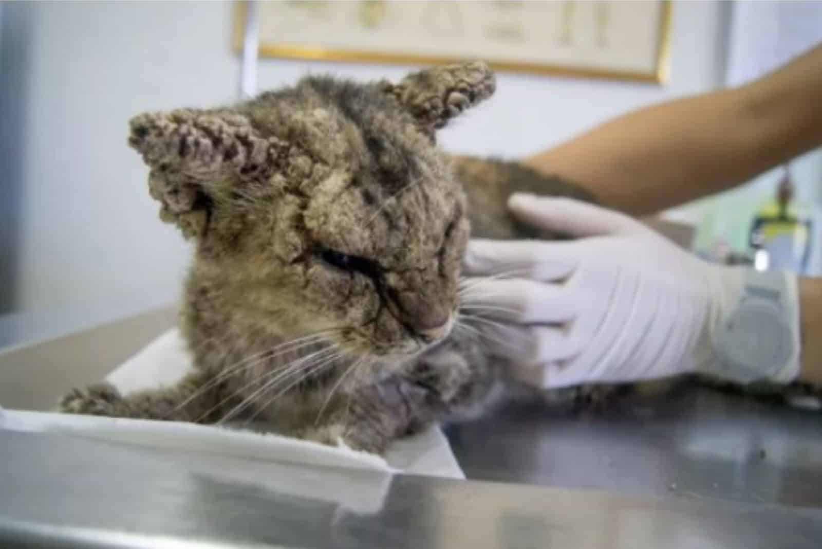 veterinarian examining sick cat