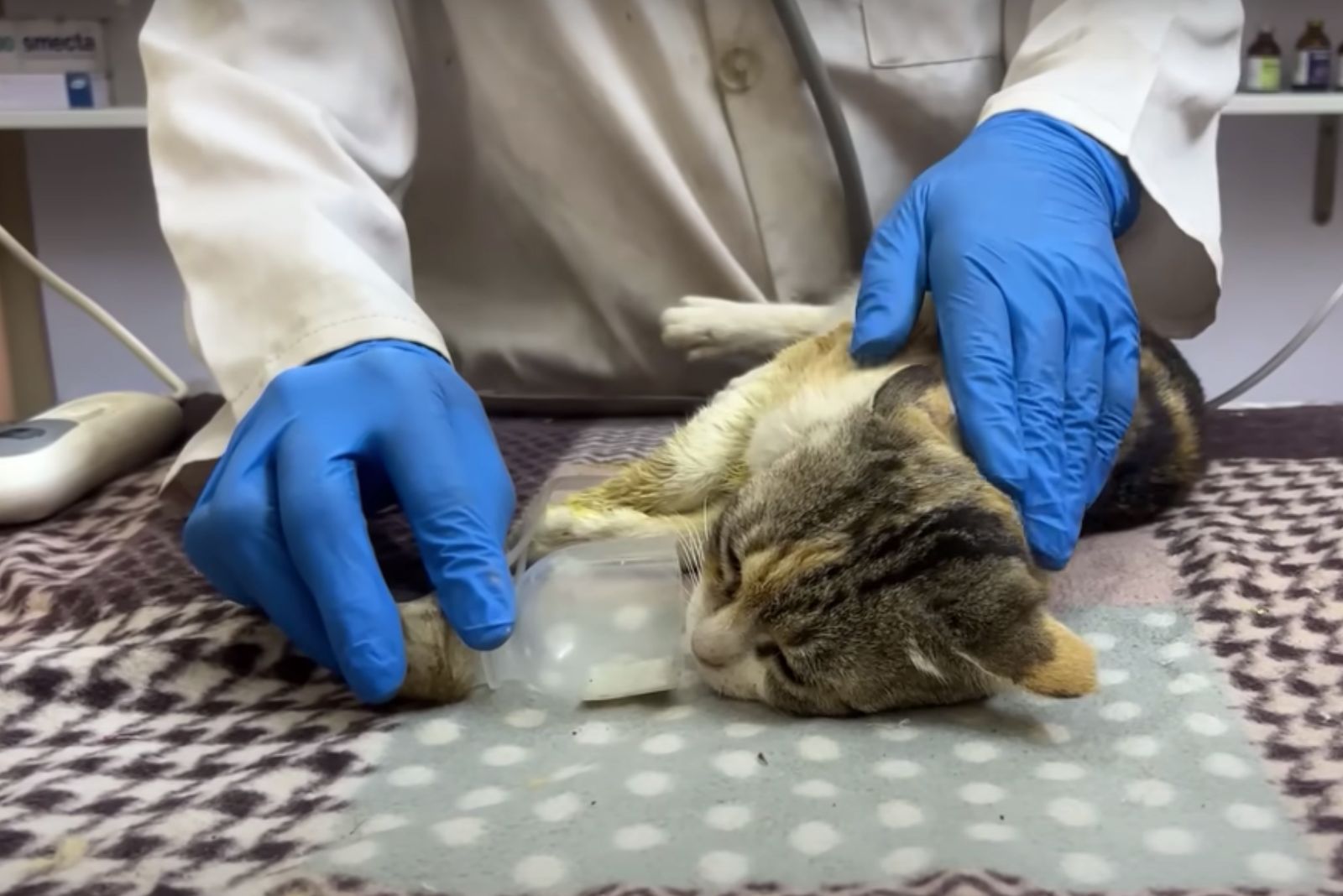 veterinarian helping a cat