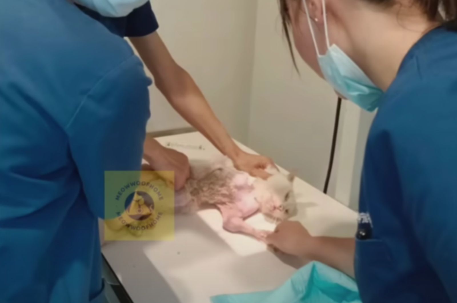 veterinarian helping a cat