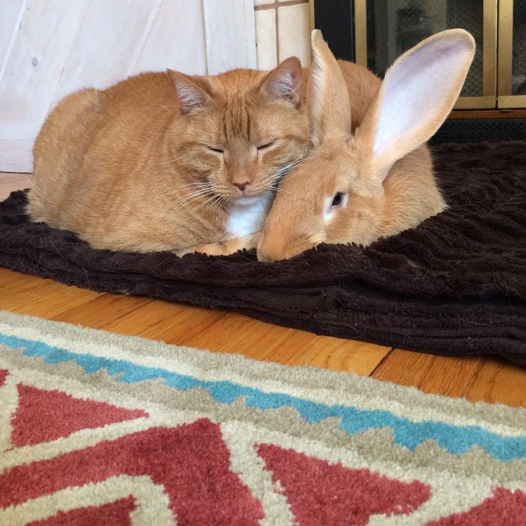 wallace and gus napping together