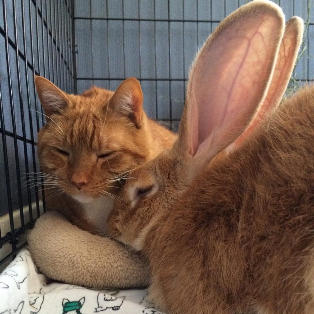 wallace and gus sleeping in a crate