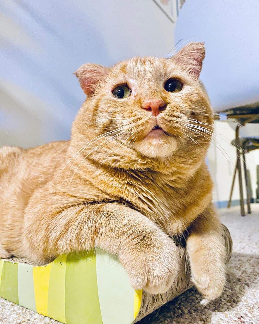 well-behaved cat lying in box