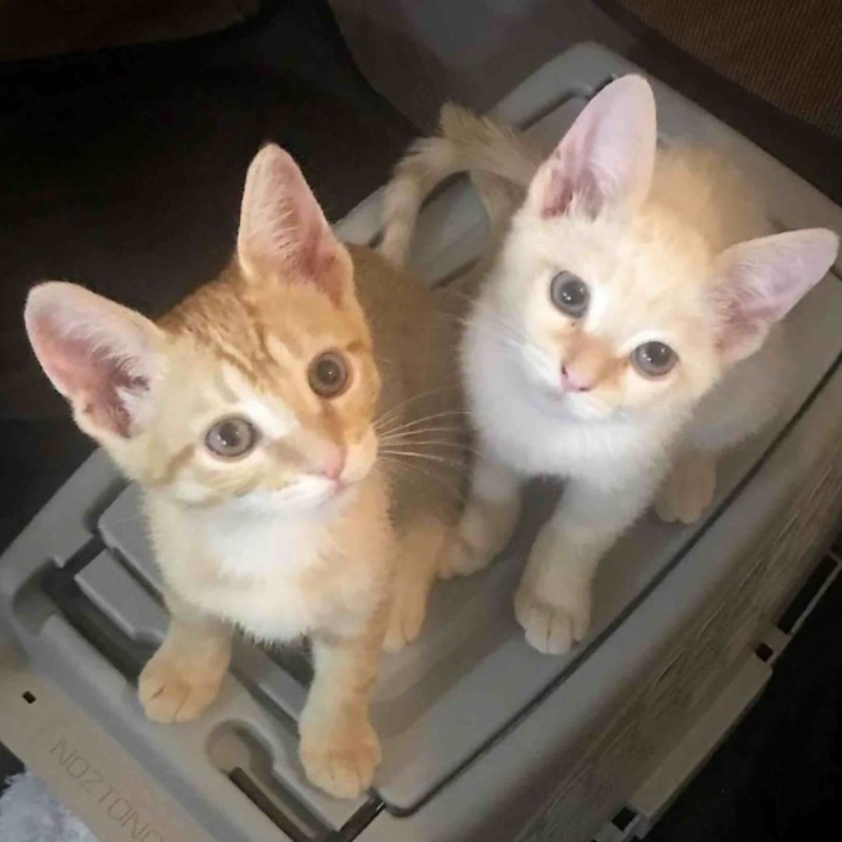 white and ginger kitten