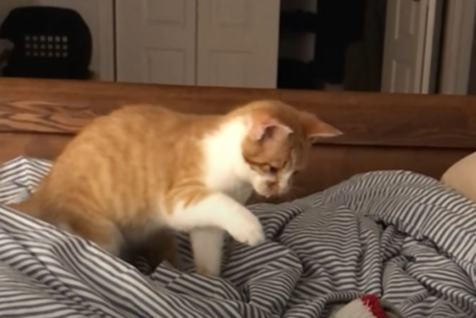 white and orange cat sitting on bed