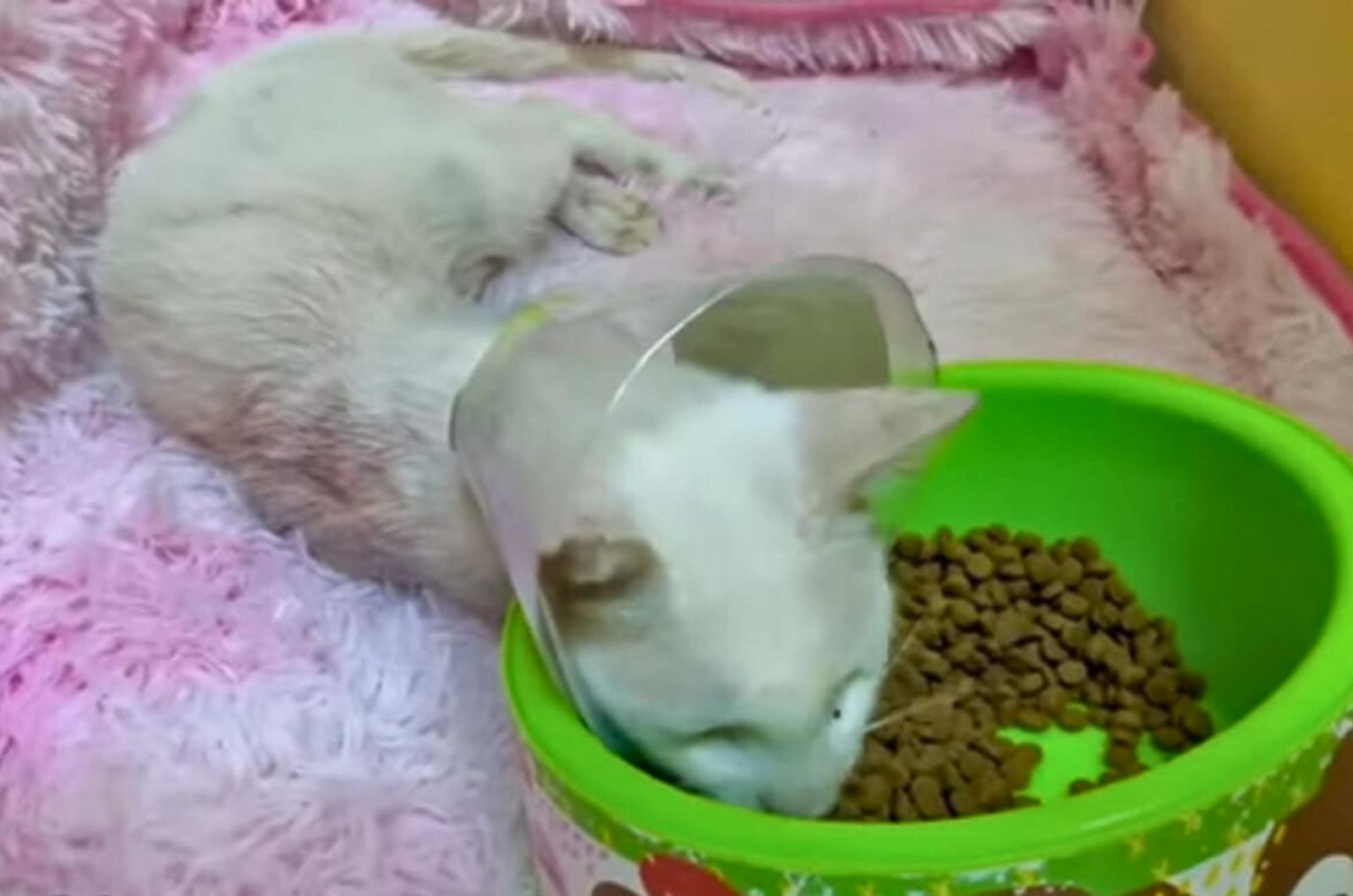 white cat eating food