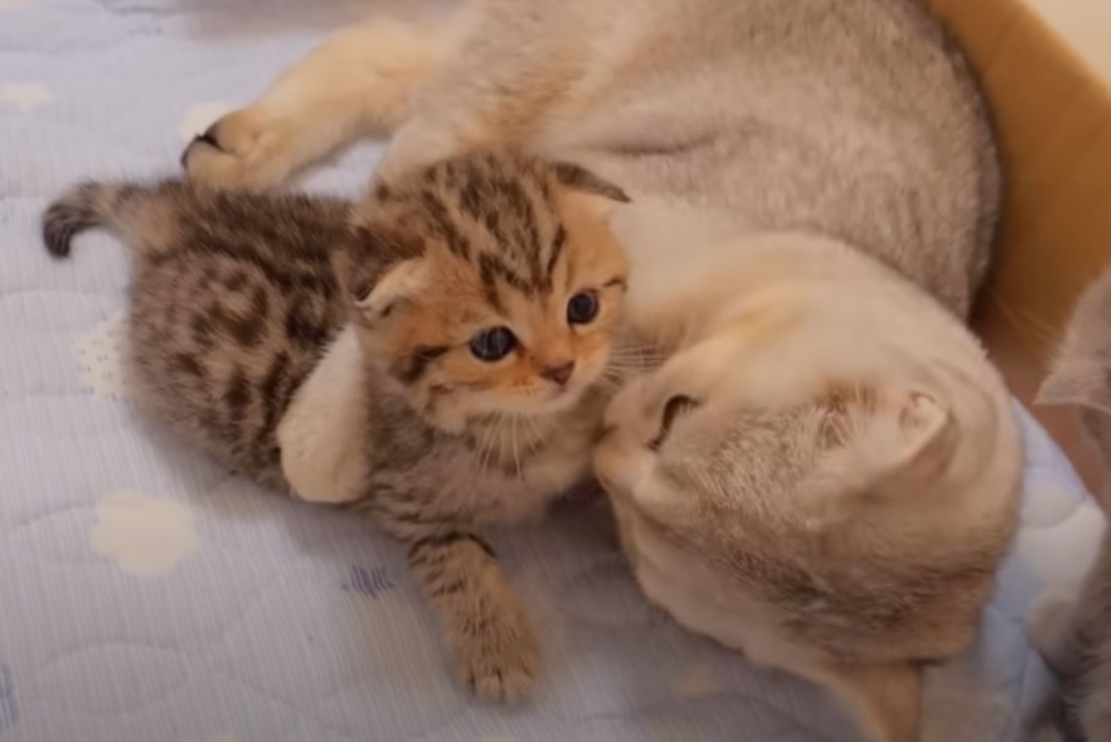 white cat hugging a kitten