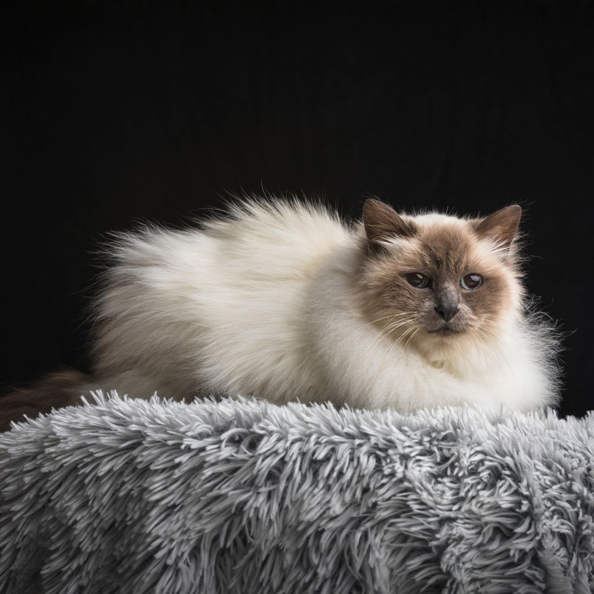 white cat laying down