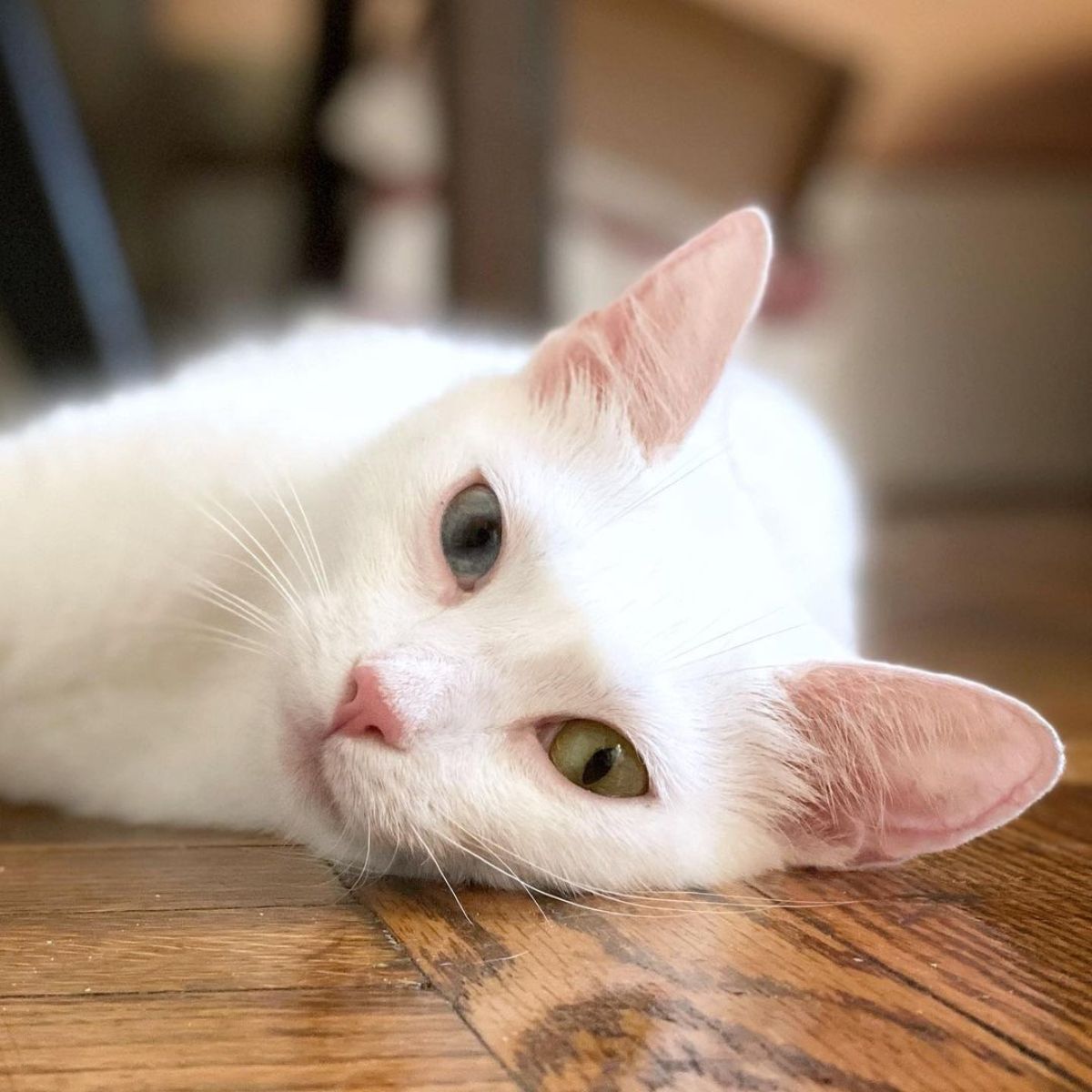 white cat on the floor