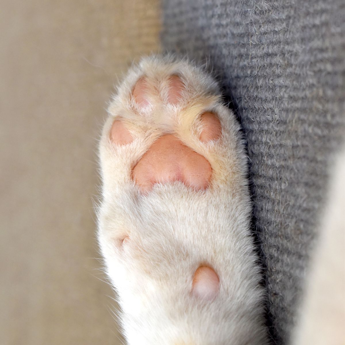 white cat paw