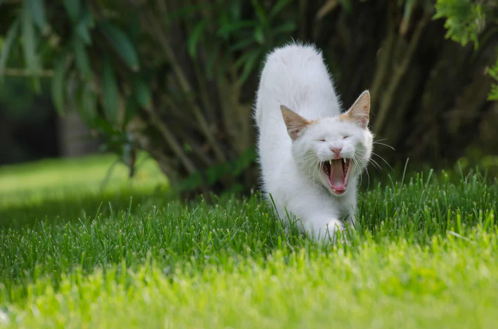 white cat stretching