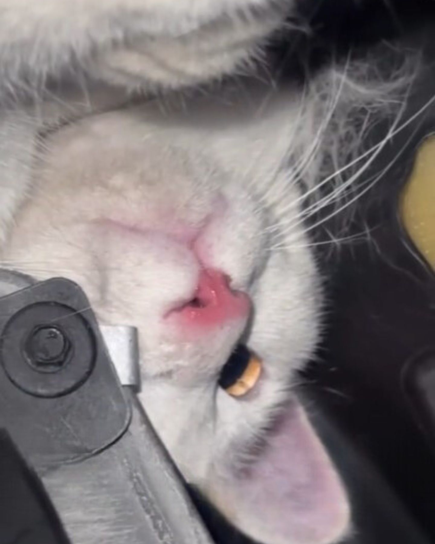 white cat under car pedals