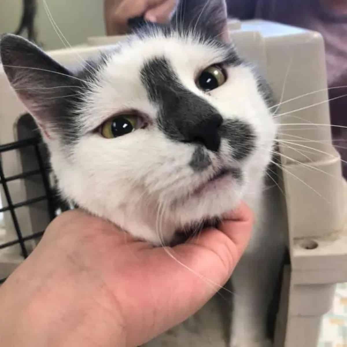 white cat with black nose