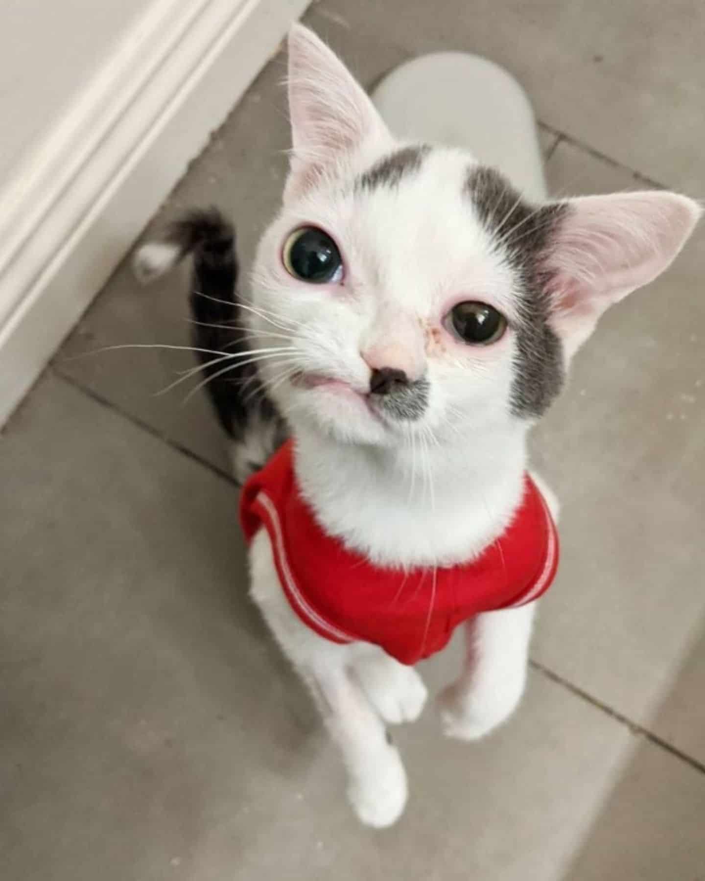 white cat with facial problems