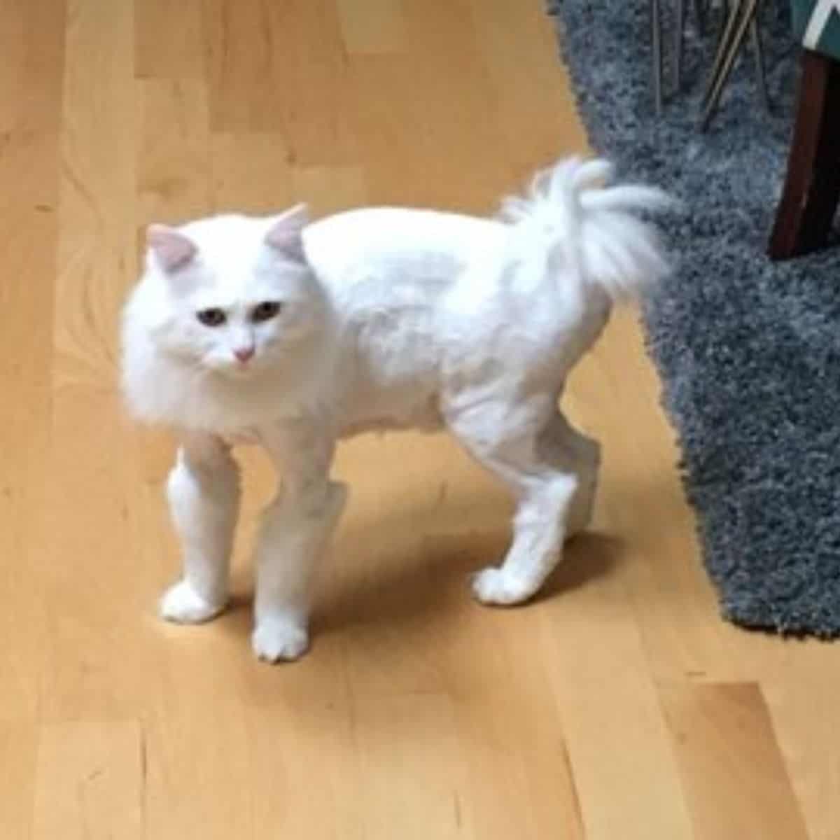 white cat with funny fur