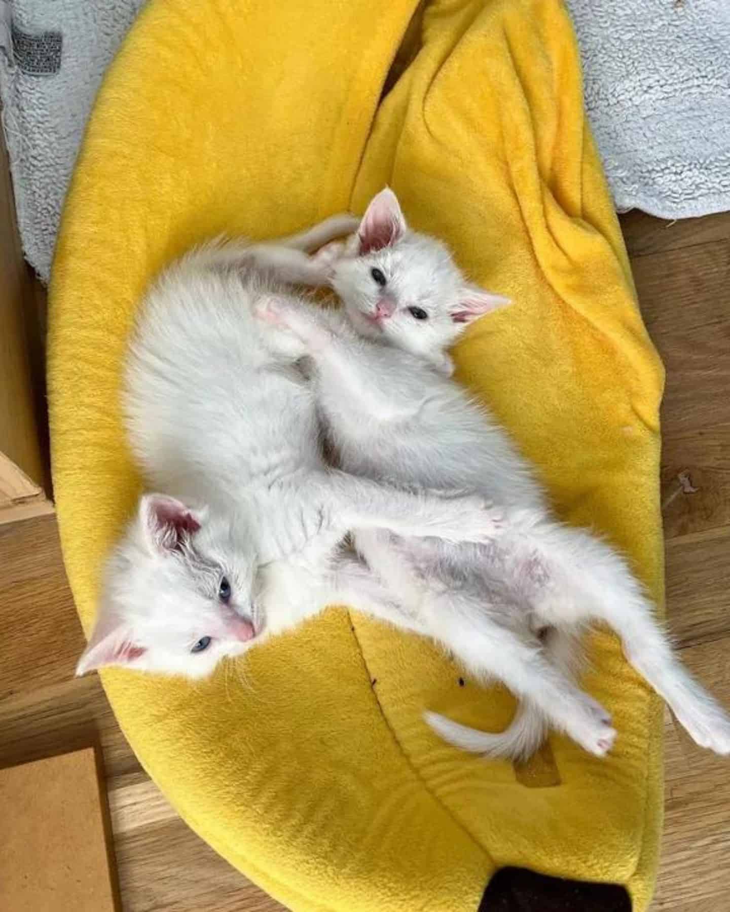 white cats