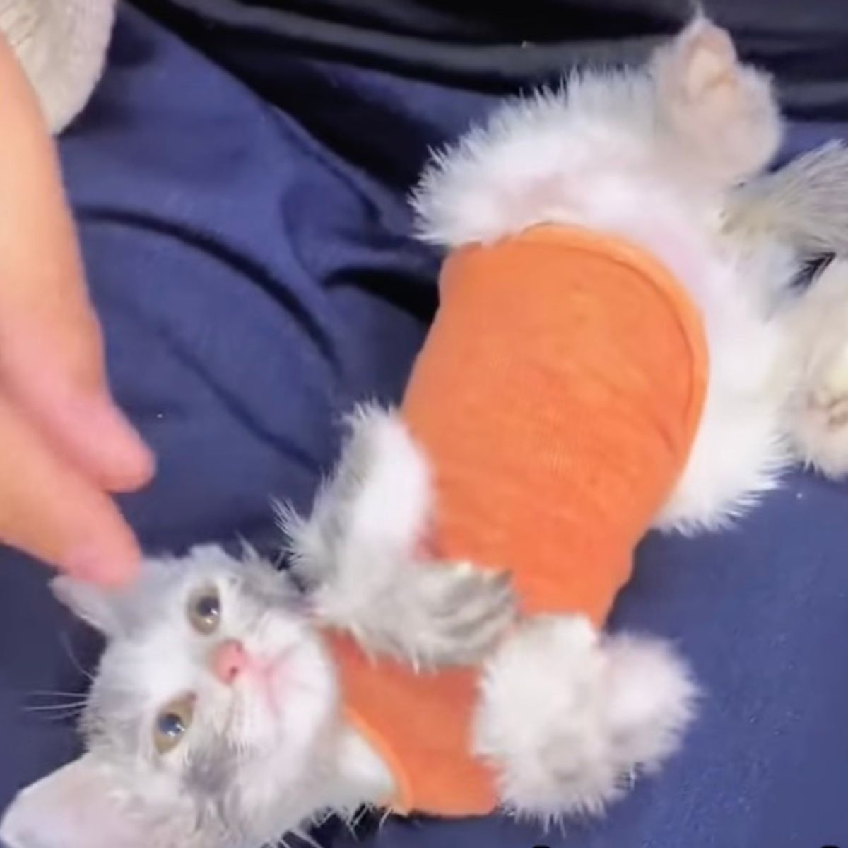 white kitten with clothes