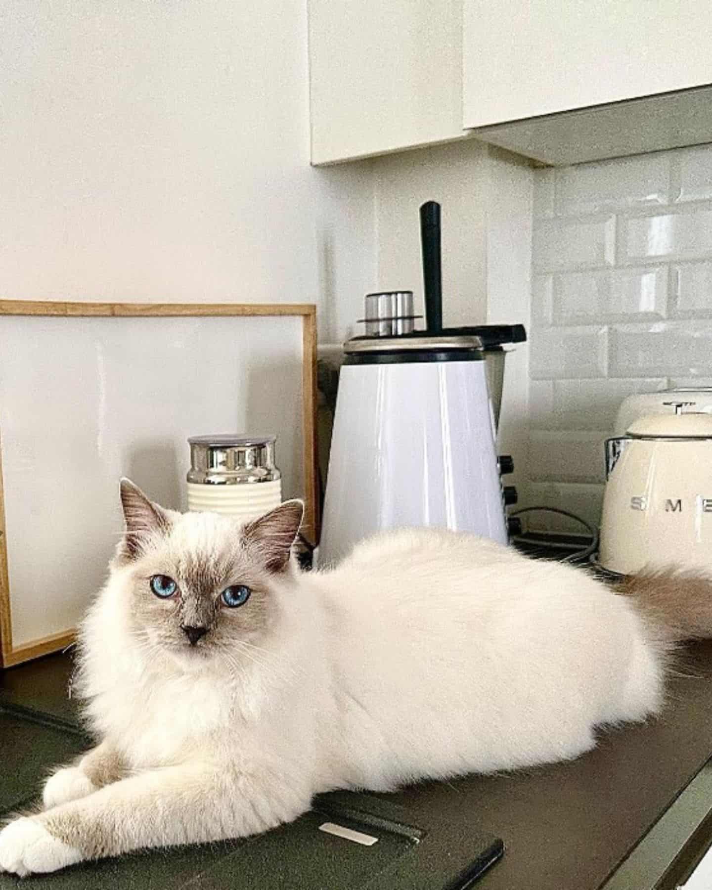 white ragdoll cat