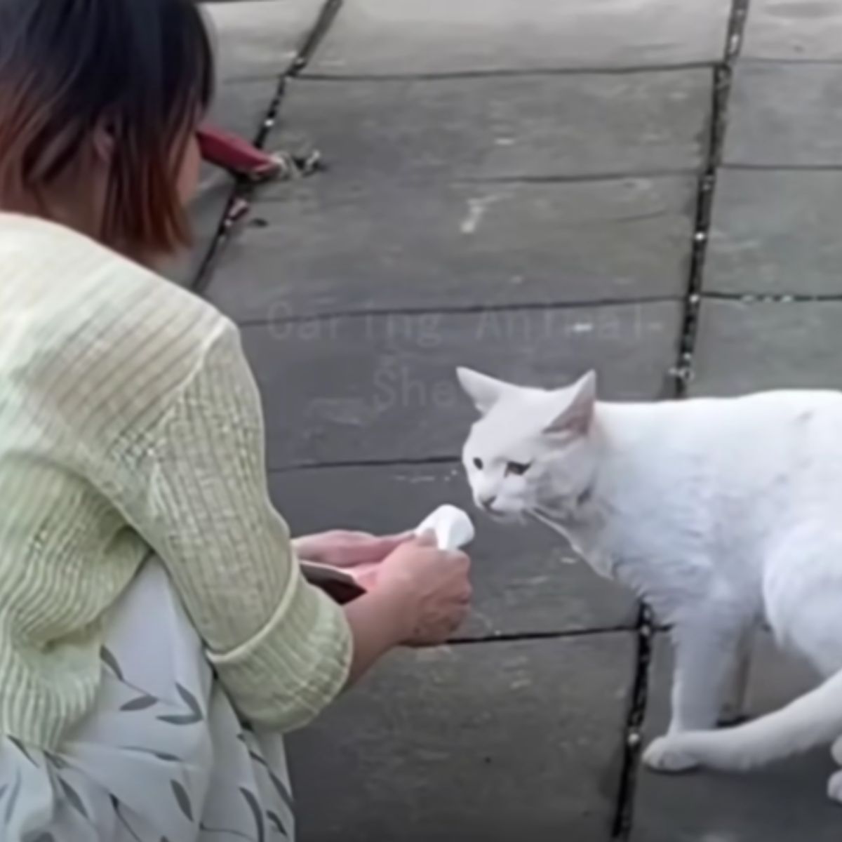 woman and white cat