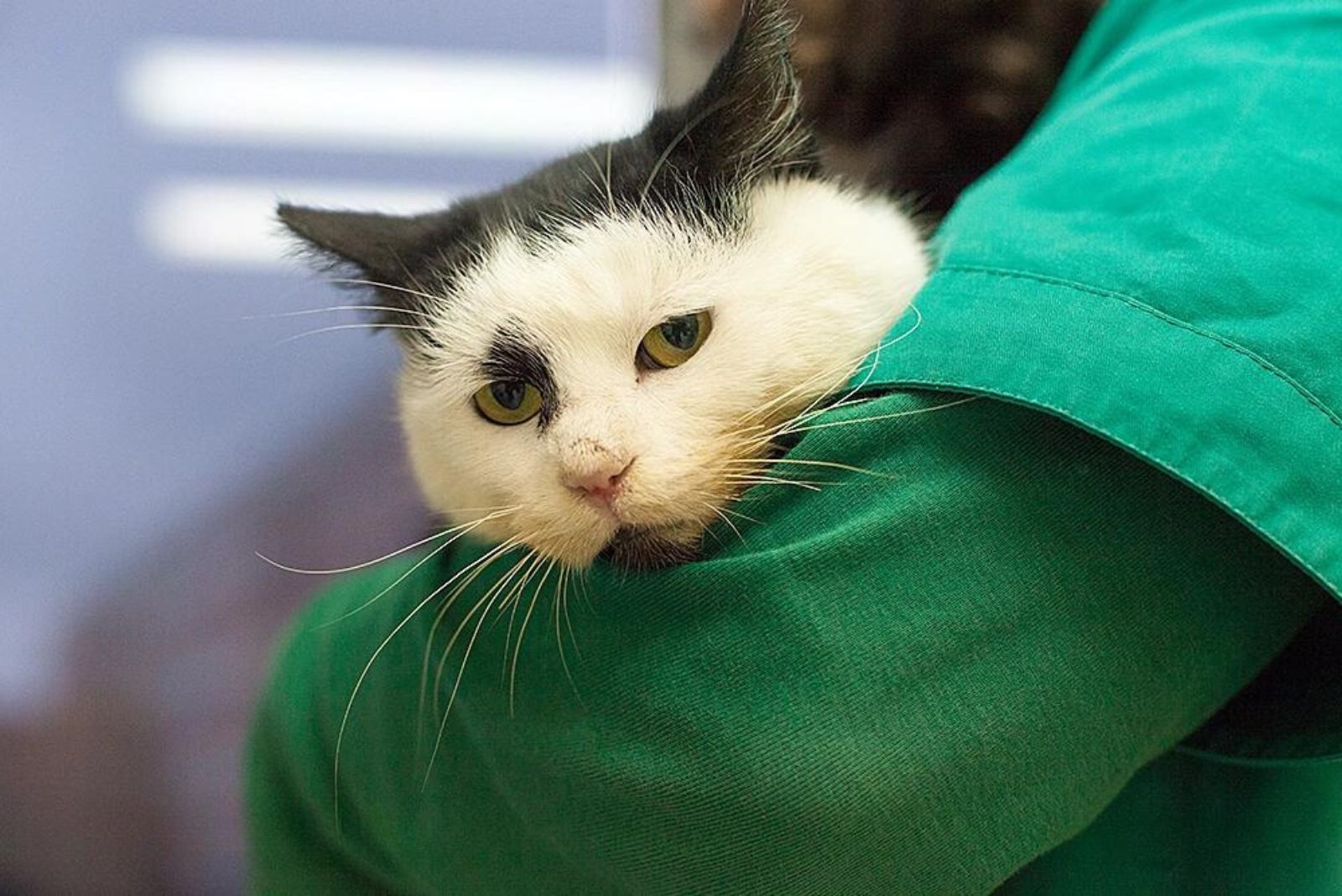 woman carrying a cat