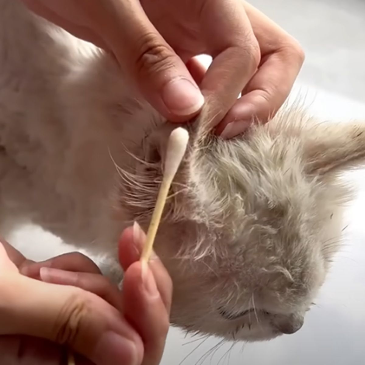 woman clearing kitten ear