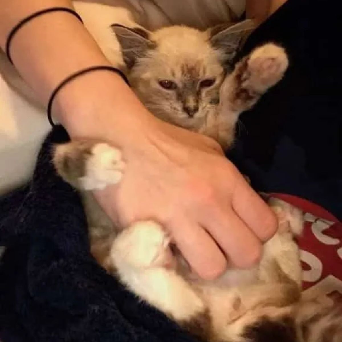 woman cuddles with cat