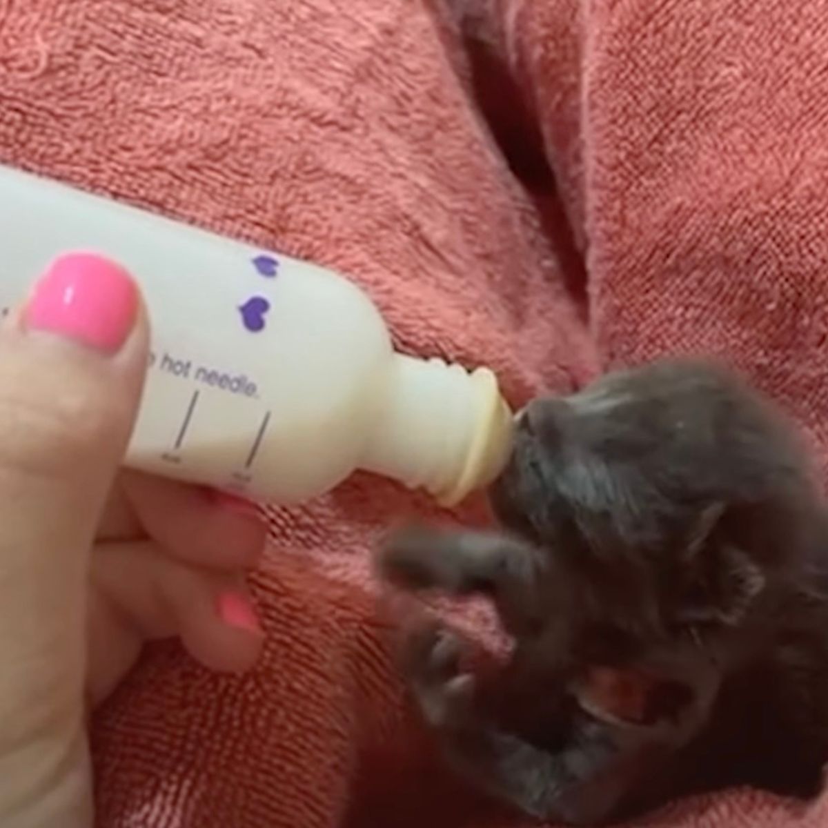 woman feeding gray kitten