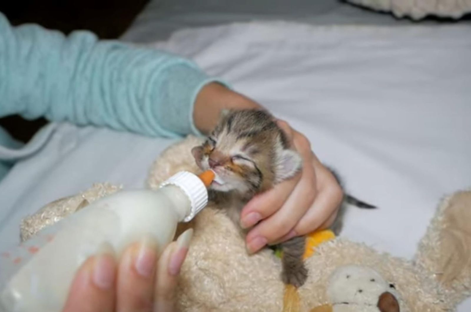 woman feeding kitten