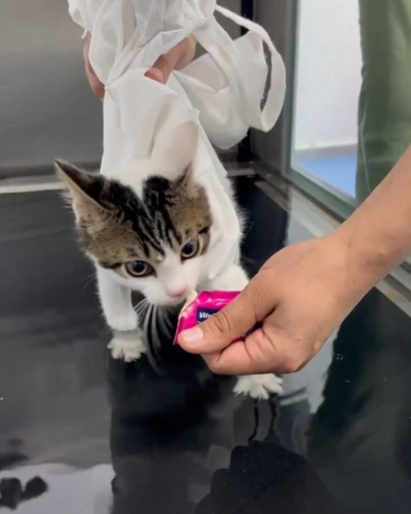 woman feeding paralyzed kitten