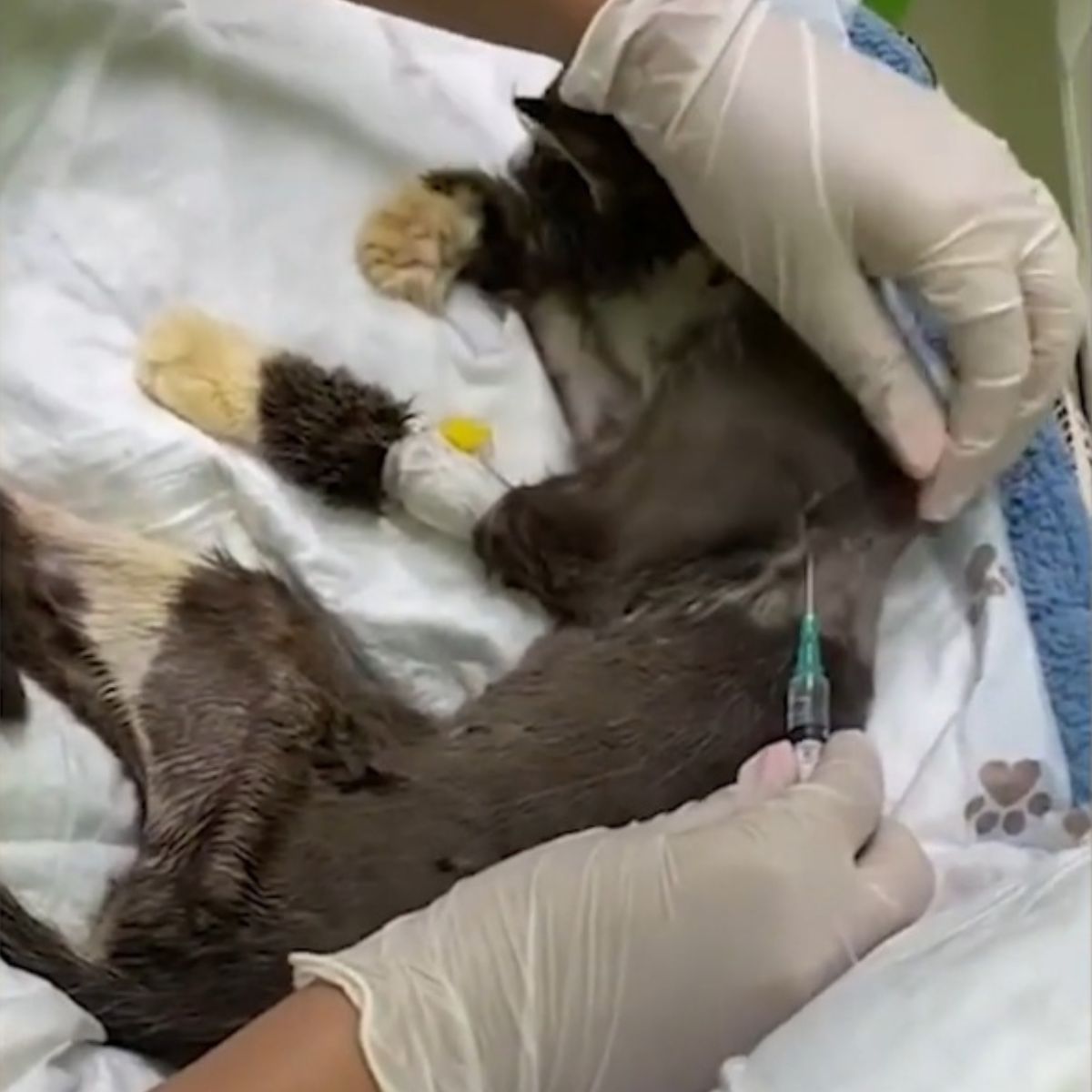 woman giving injection to cat