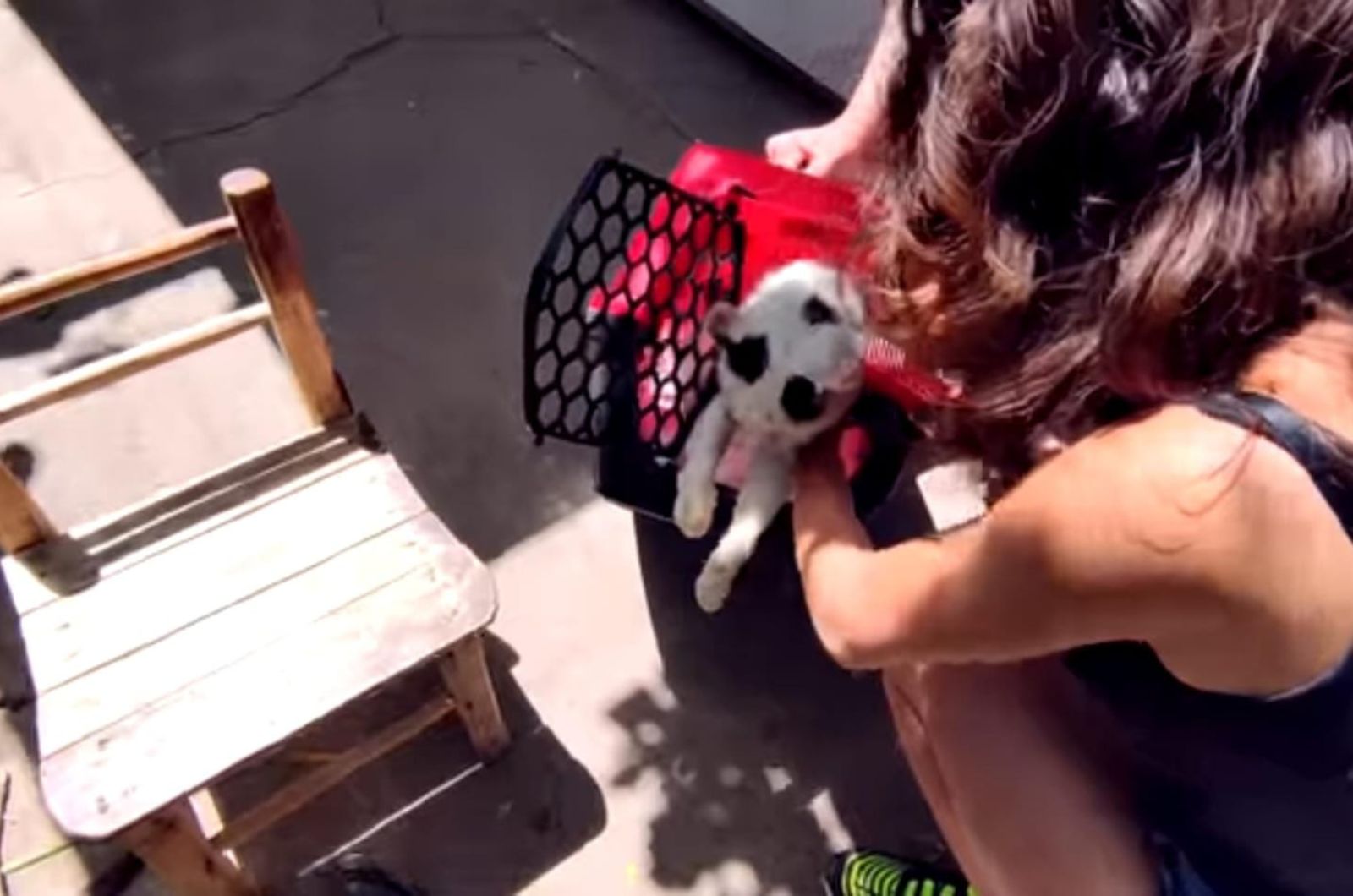 woman helping bullied cat