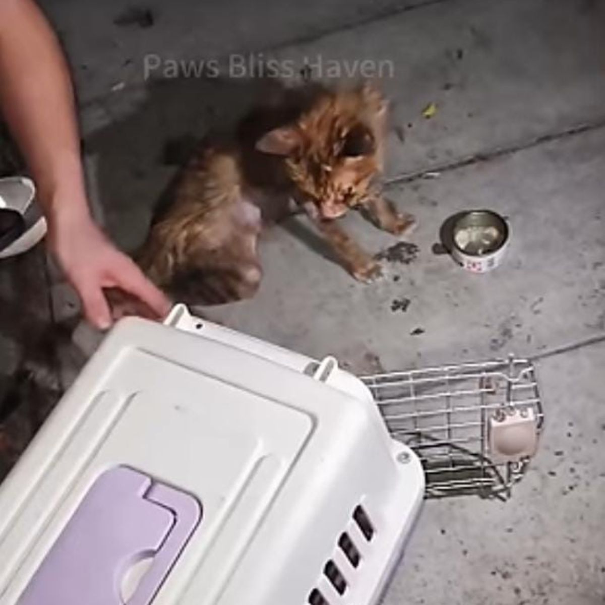 woman helping skinny cat