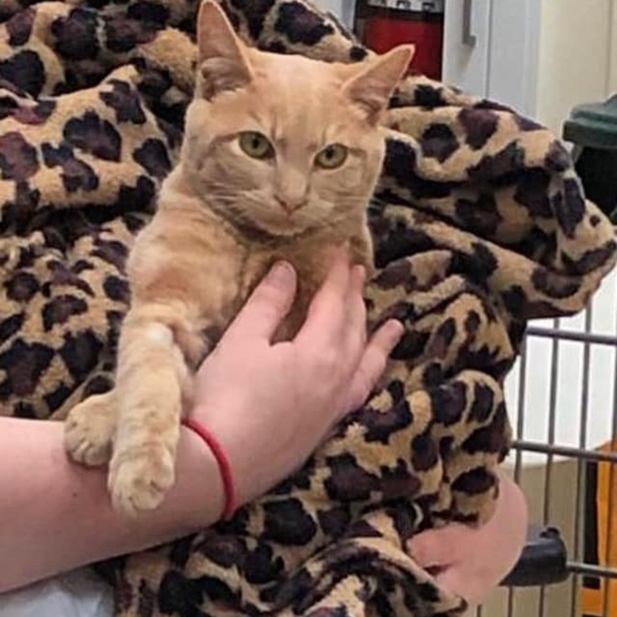 woman holding a cat