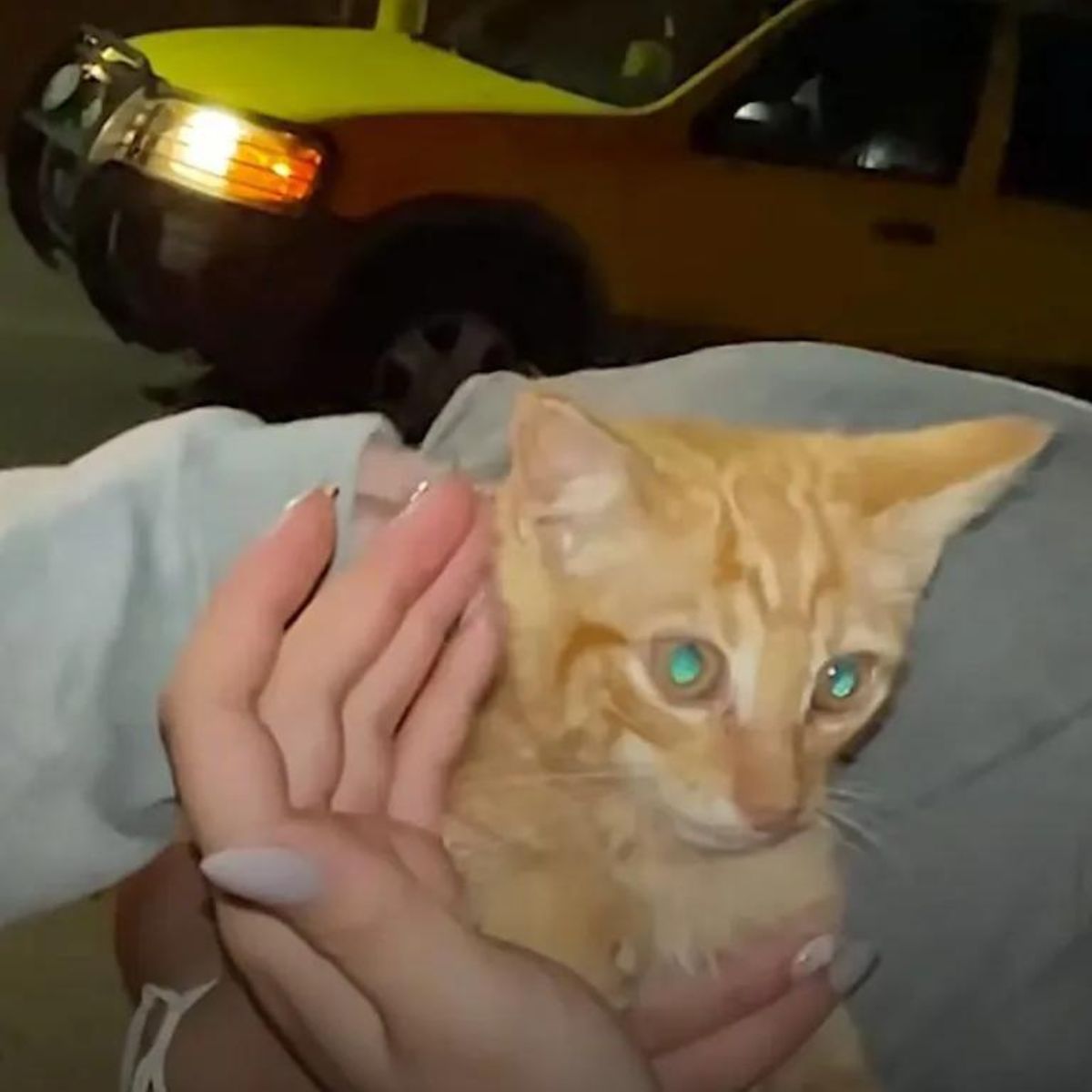 woman holding a ginger kitten