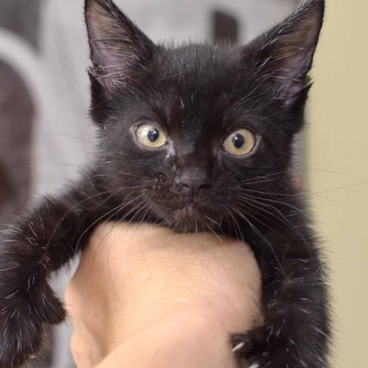 woman holding angry kitten