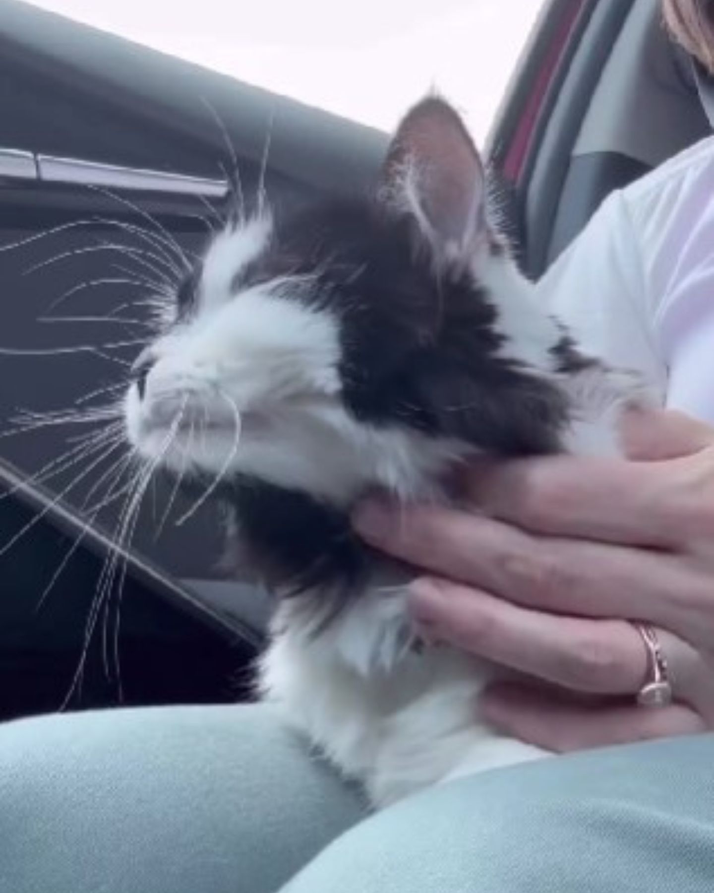 woman holding black and white cat