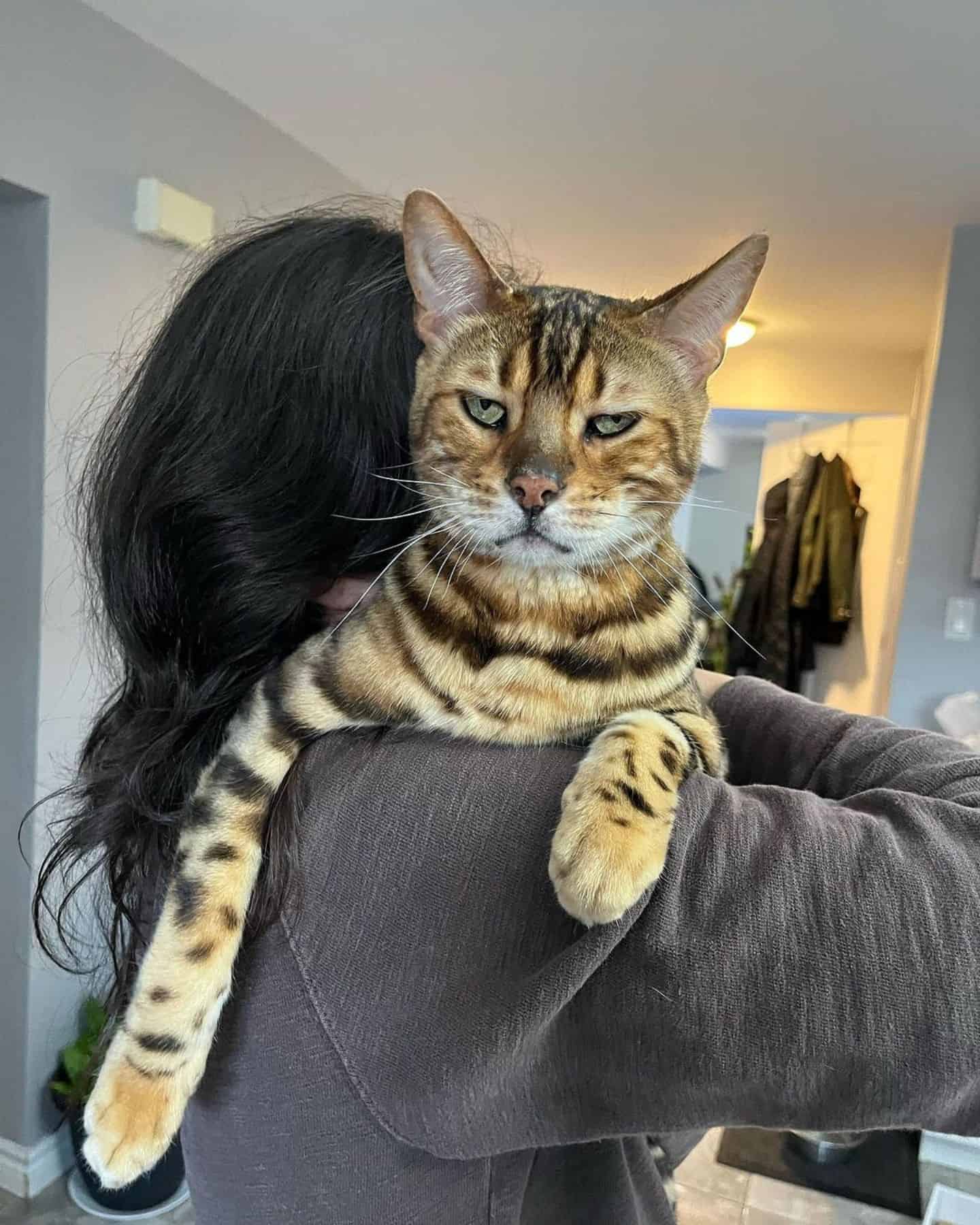 woman holding cat with unique fur