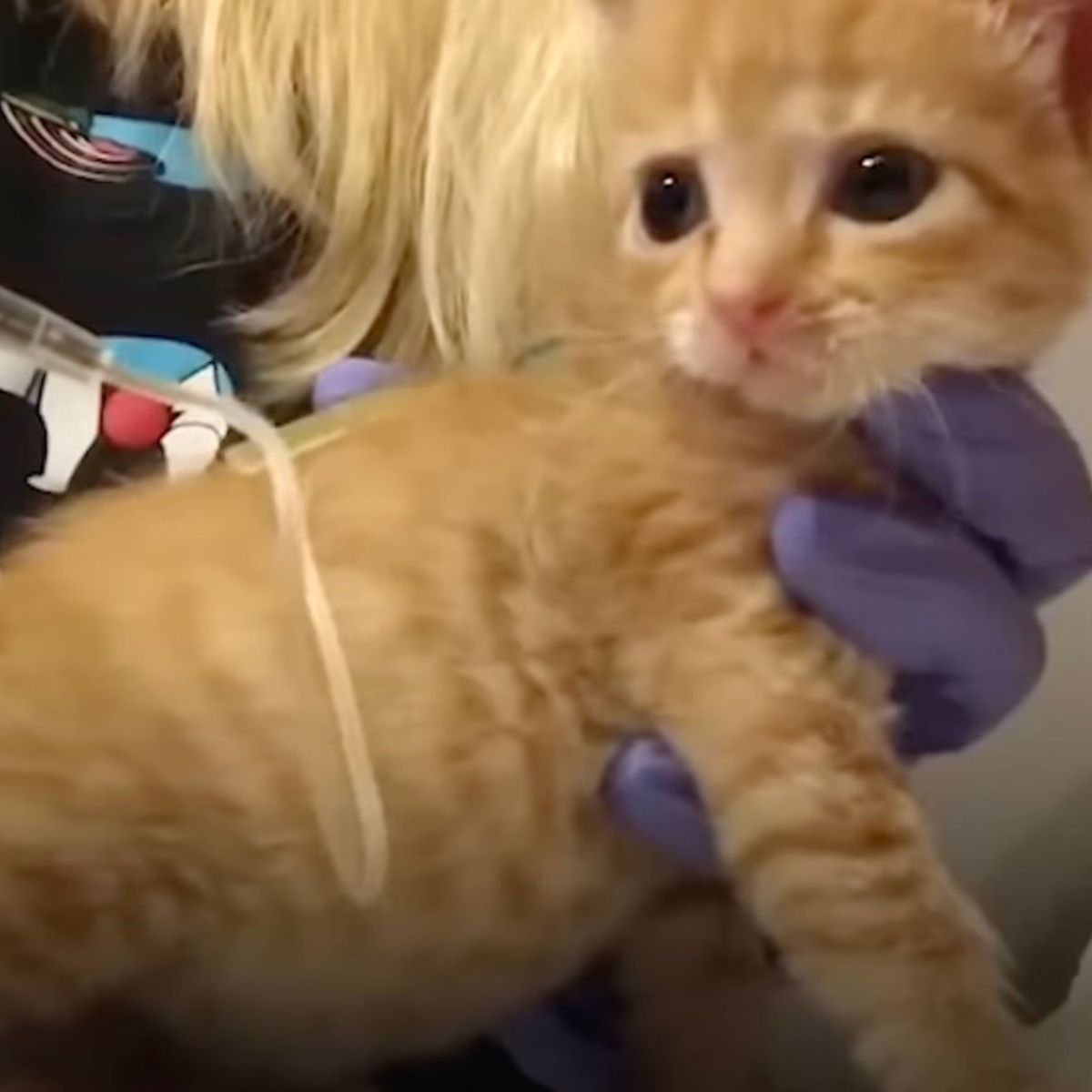 woman holding ginger kitten