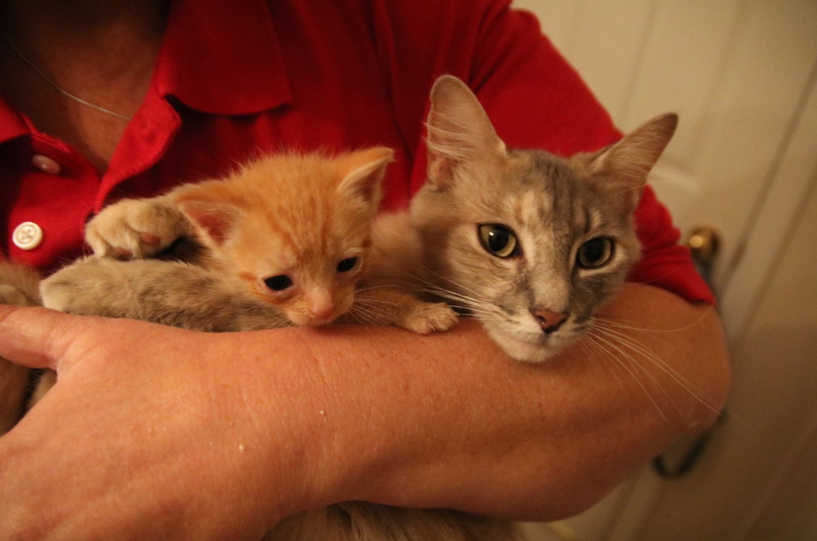 woman holding mama cat and kitten