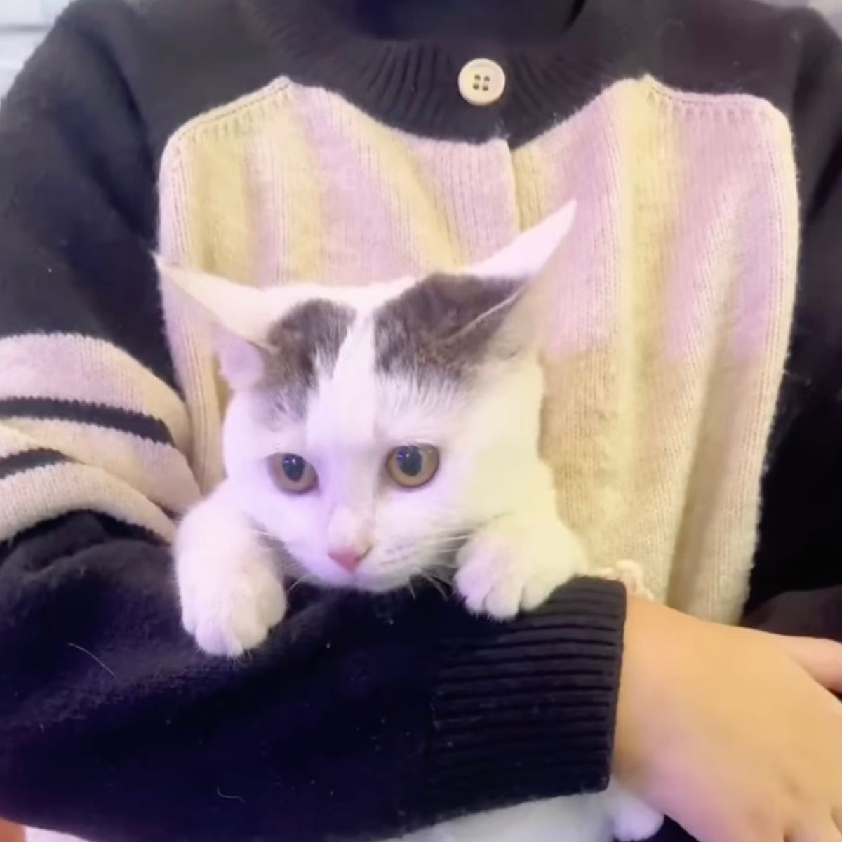 woman holding sweet white kitten