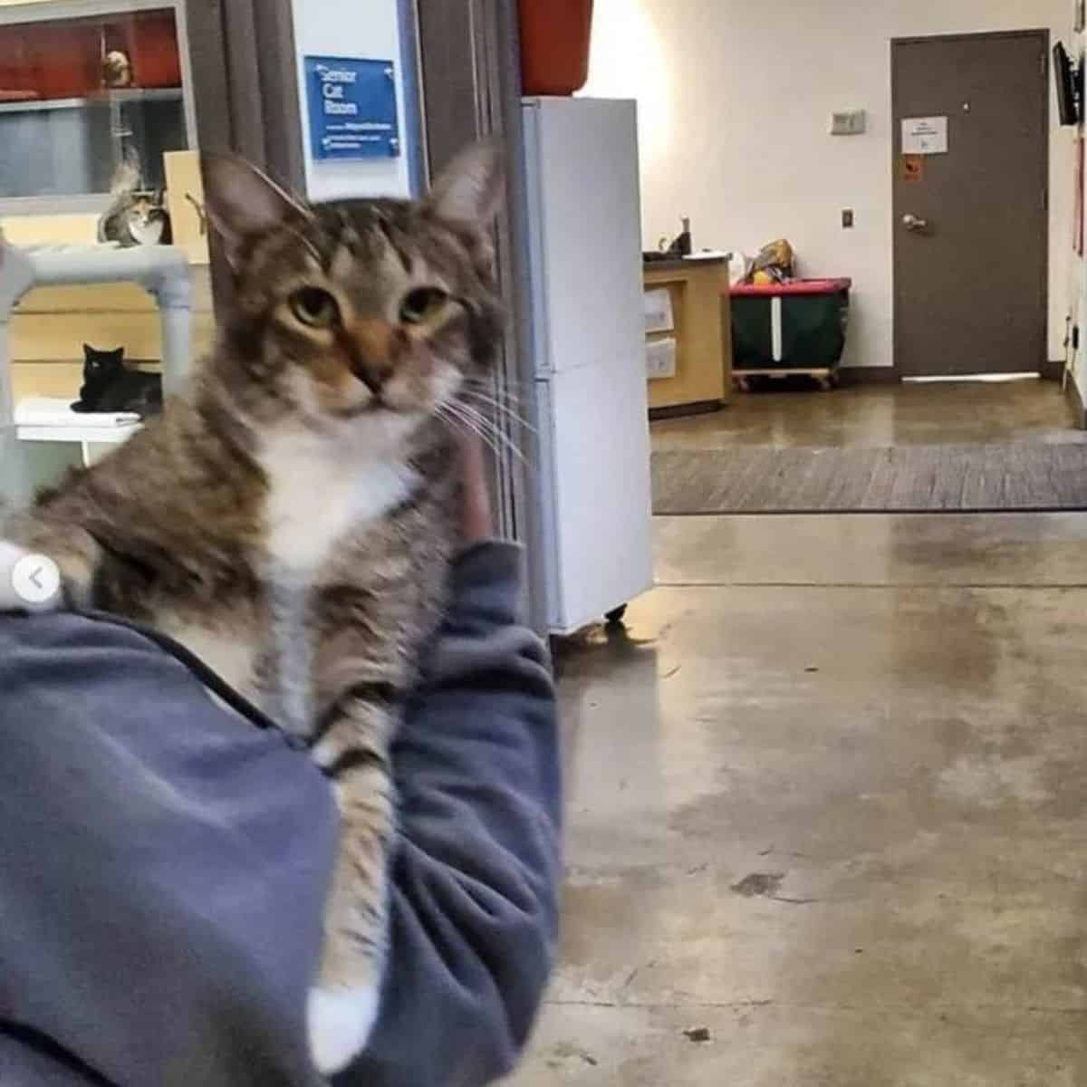 woman holding the cat