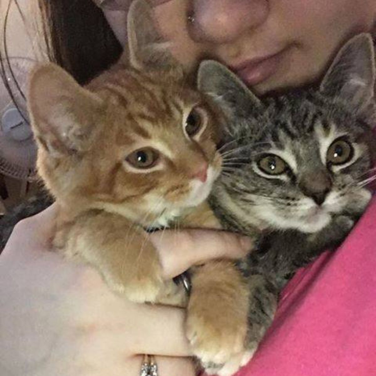 woman holding two kitties