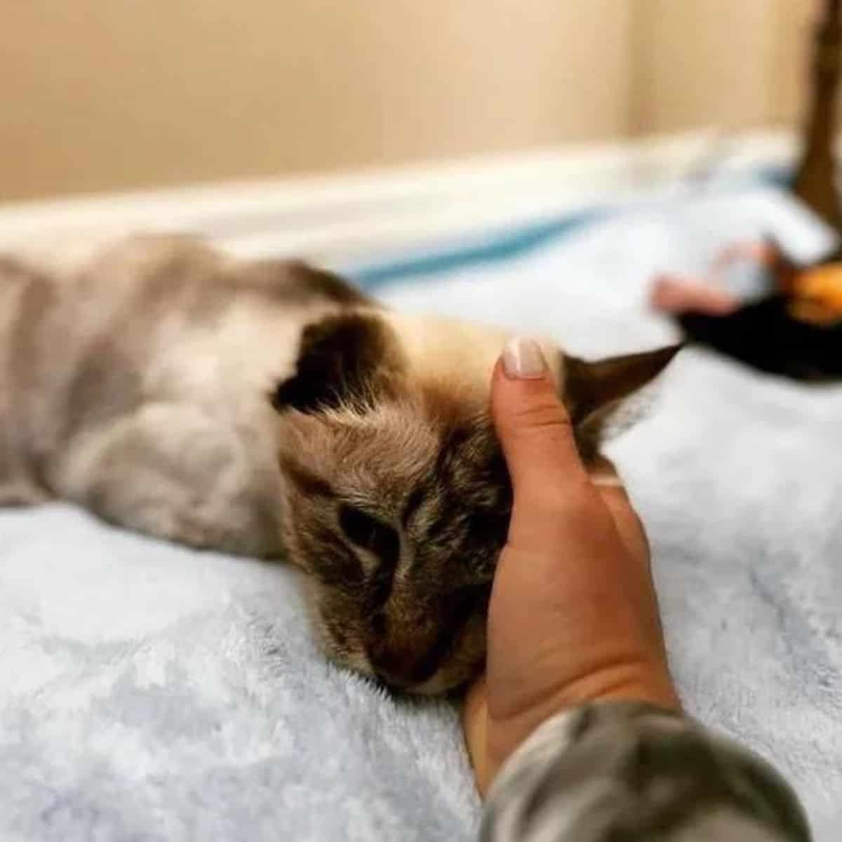 woman petting her cat