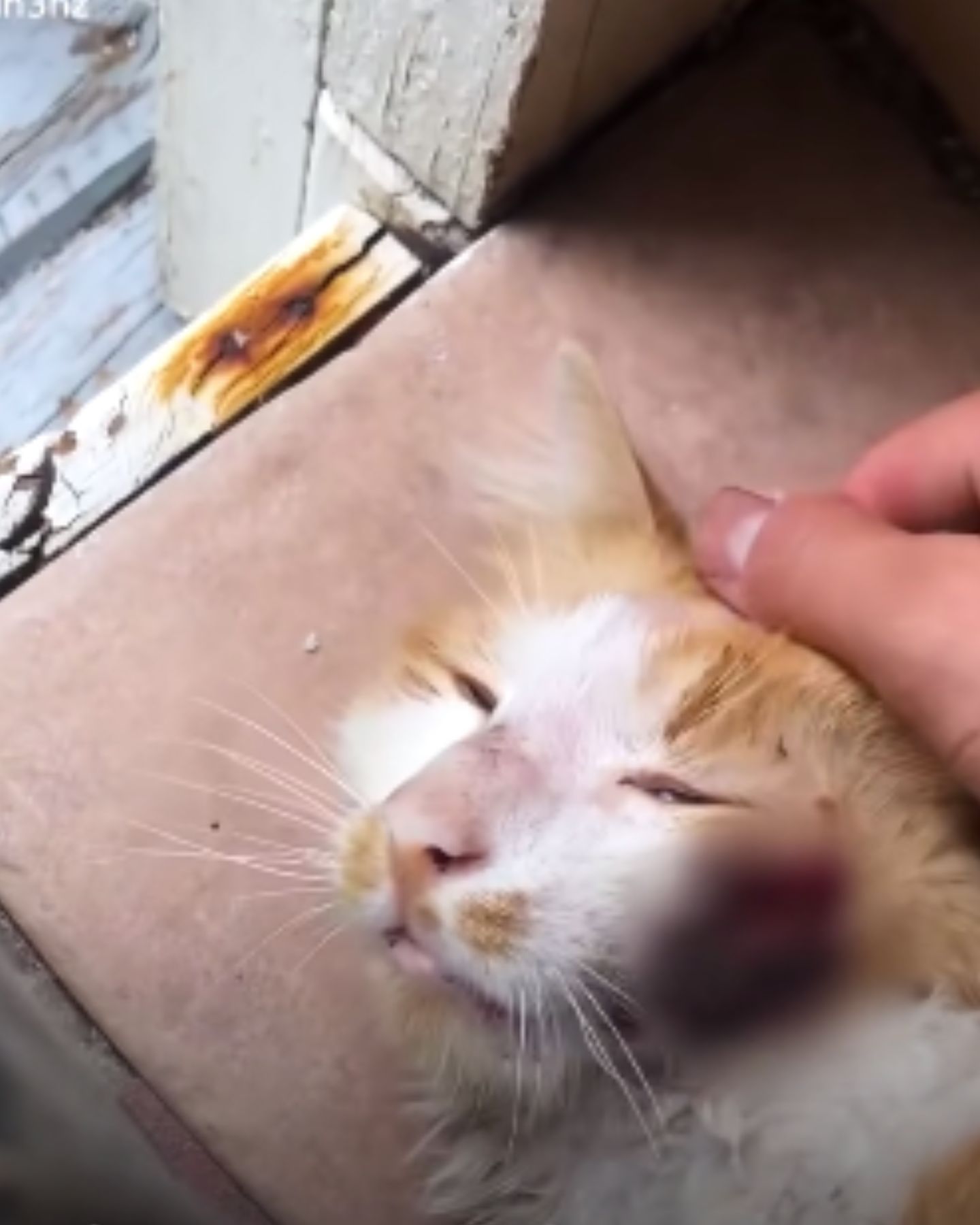 woman petting stray cat