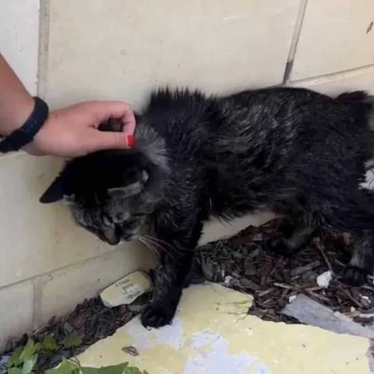 woman petting the scared cat